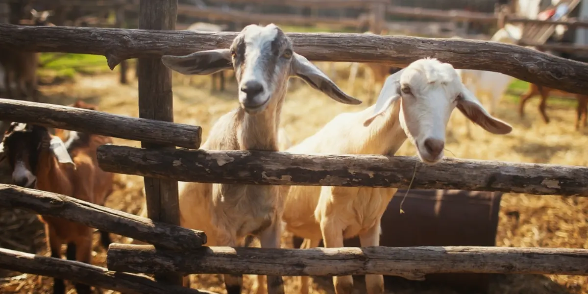 Kırsalda Bereket Küçükbaşa Destek Projesi Başvuru ve Şartlar