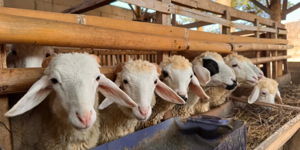 Kırsalda Bereket Küçükbaşa Destek Projesinin Süresi Ne Kadar?
