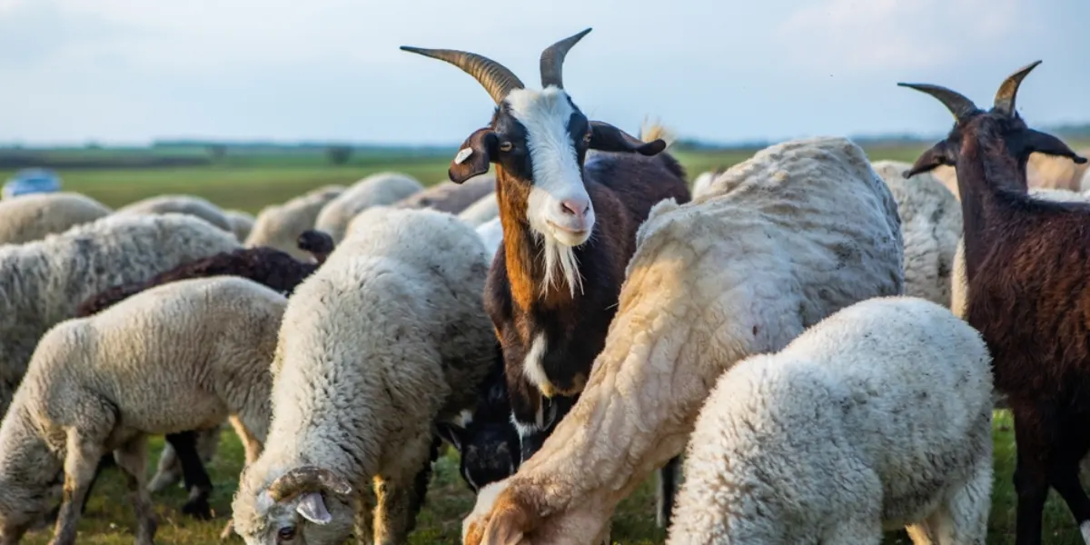 Kırsalda Bereket Küçükbaşa Destek Hangi İllerde Sunulacak?